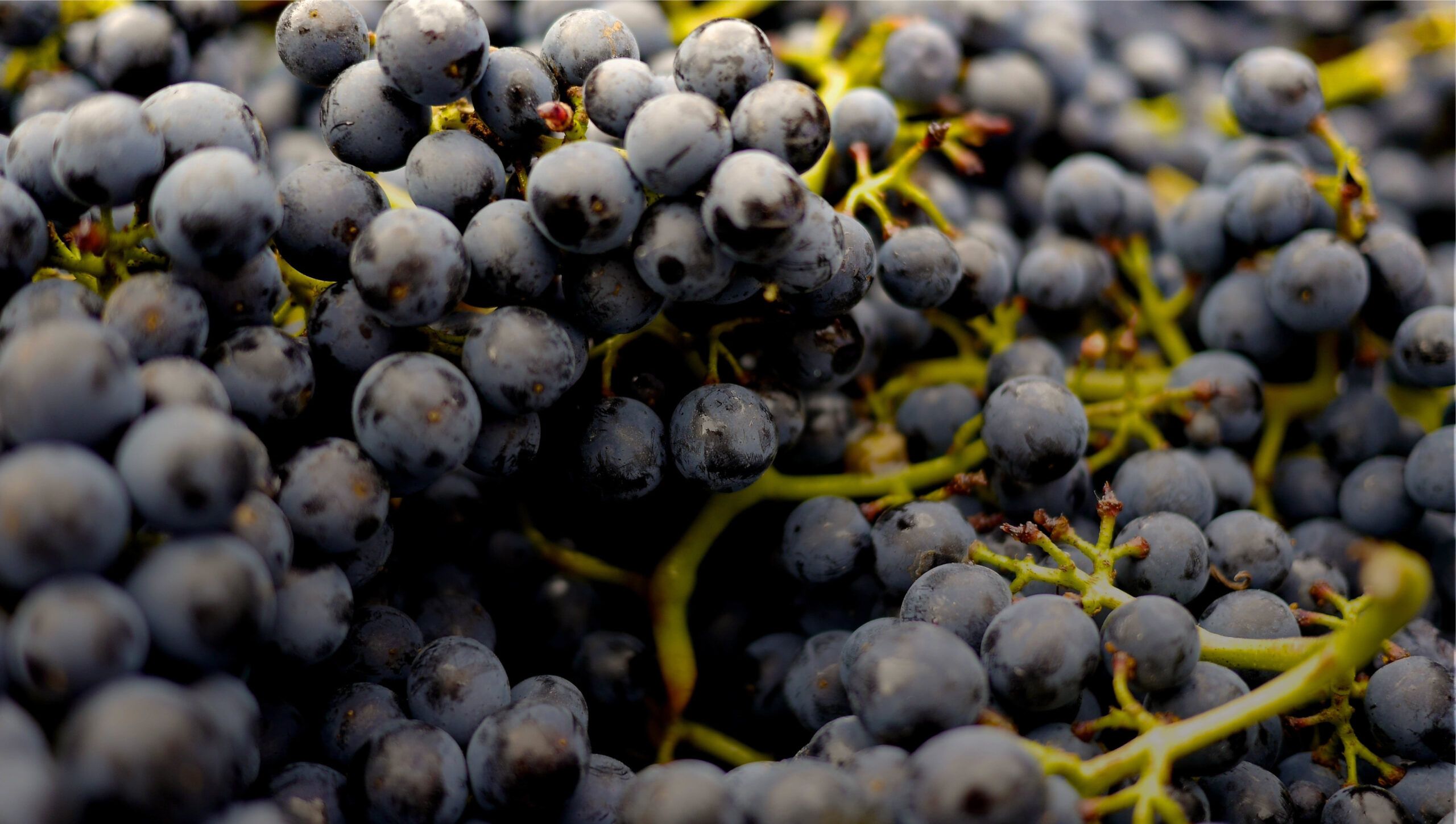 Racimo de uvas merlot negras